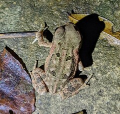 Rhinella