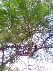 Bursera morelensis
