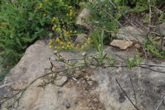 Baccharis paniculata
