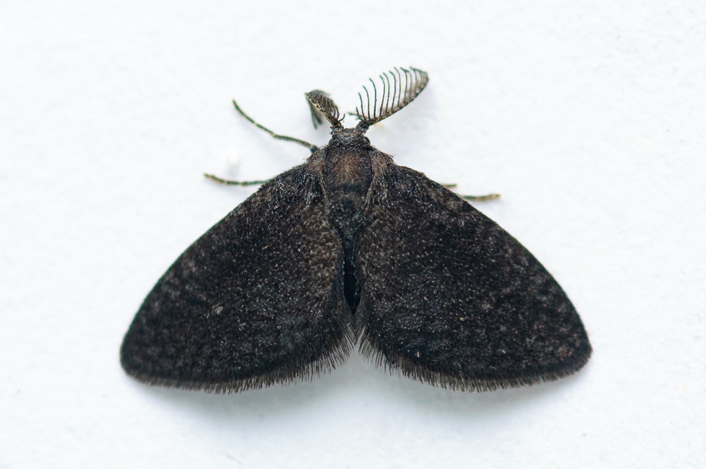 Planthopper Parasite Moths