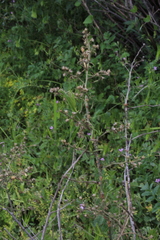 Baccharis paniculata