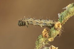 Heliothinae