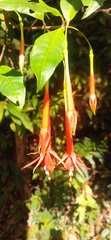 Fuchsia