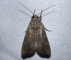 Spodoptera frugiperda