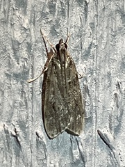 Scoparia basalis