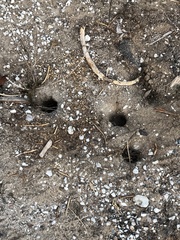 Otospermophilus beecheyi