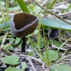 Helvella fibrosa