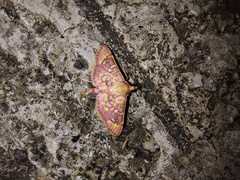 Ischnurges gratiosalis