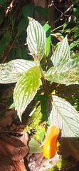 Columnea strigosa