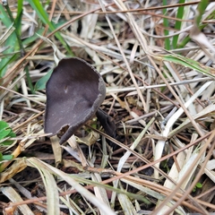 Helvella fibrosa