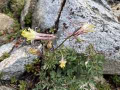 Aquilegia pubescens