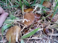 Suillus decipiens