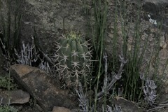 Trichocereus chiloensis