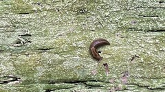 Prophysaon andersonii
