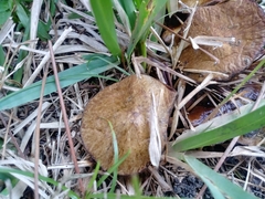 Suillus decipiens