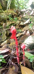 Monotropa coccinea