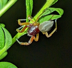 Trachelas tranquillus