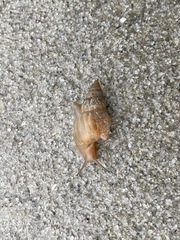 Bulimulus bonariensis