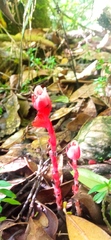 Monotropa coccinea