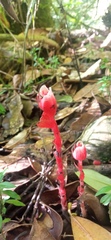 Monotropa coccinea