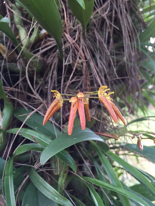Bulbophyllum helenae (Kuntze) J.J.Sm. 3