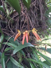 Bulbophyllum