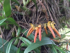 Bulbophyllum