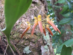 Bulbophyllum