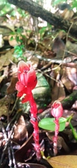 Monotropa coccinea