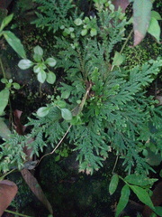 Selaginella lepidophylla