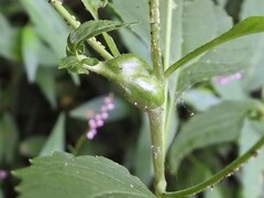 Asphondylia eupatorii