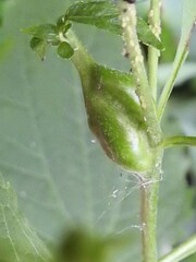 Asphondylia eupatorii