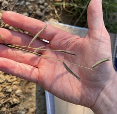 Bouteloua pectinata