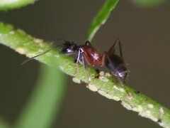 Camponotus chromaiodes