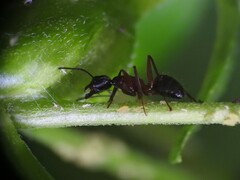Camponotus chromaiodes