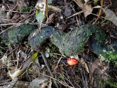 Leratiomyces erythrocephalus