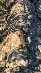 Uta stansburiana elegans