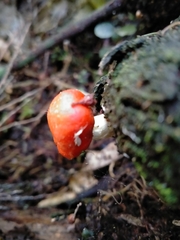 Leratiomyces erythrocephalus