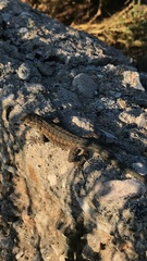 Uta stansburiana elegans