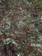 Fraxinus latifolia