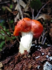 Leratiomyces erythrocephalus