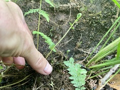 Dryopteris intermedia