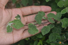 Abutilon wrightii