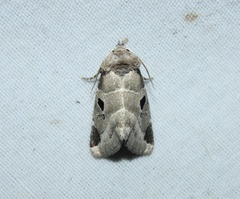 Plagiomimicus pityochromus