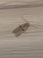 Scythropiodes issikii