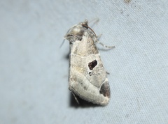 Plagiomimicus pityochromus