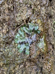 Marchantia polymorpha