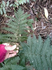 Leptopteris hymenophylloides