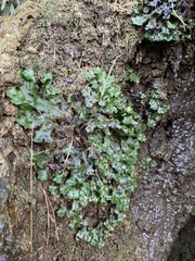 Marchantia polymorpha