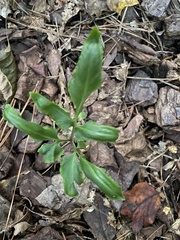 Sceptridium biternatum